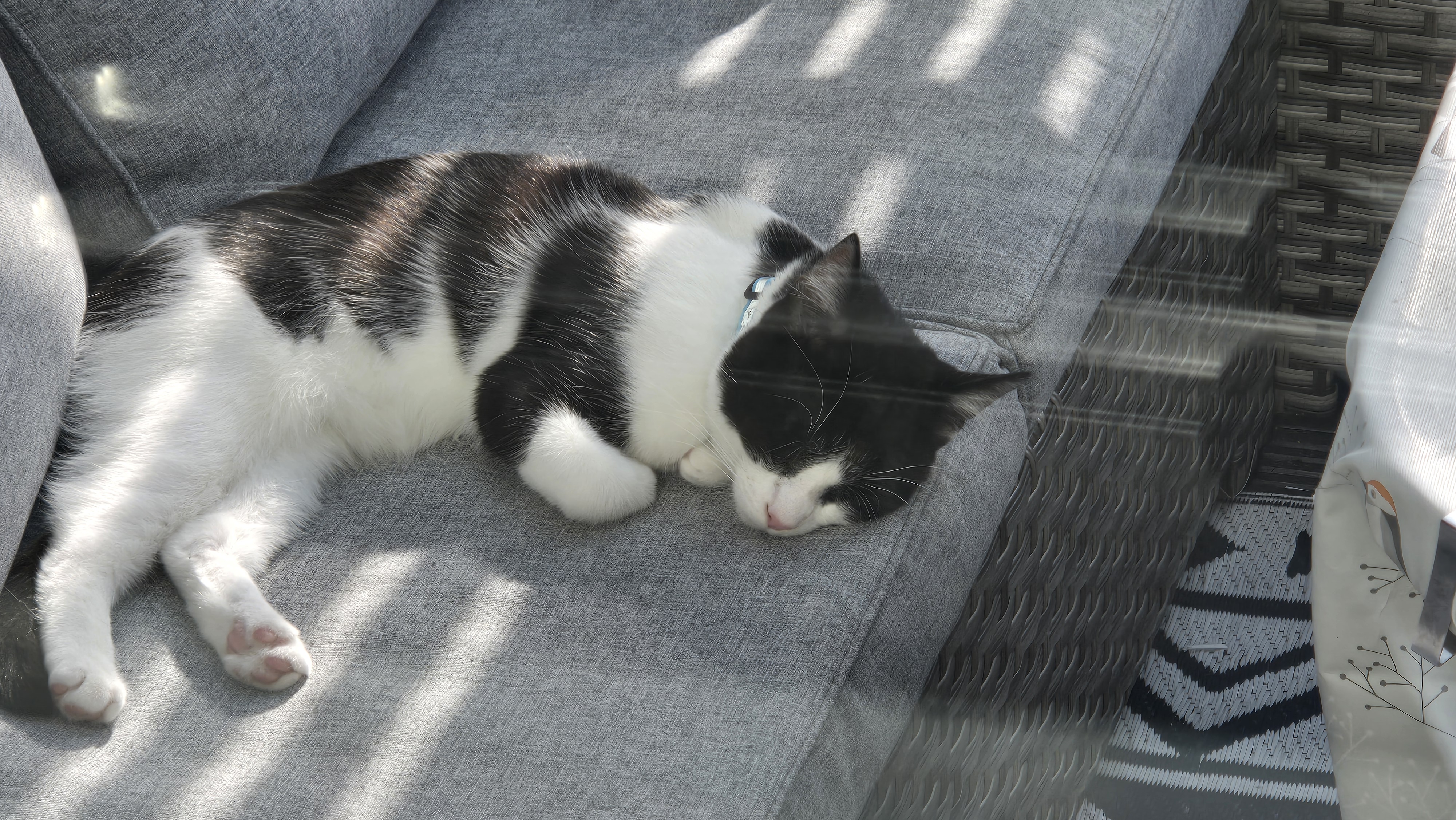 A photograph of Alfie